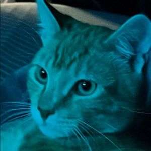 Meet your Posher, Frankie